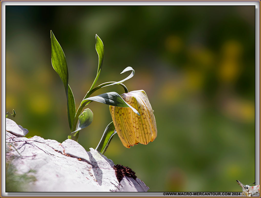 Fritillaire de Moggridge