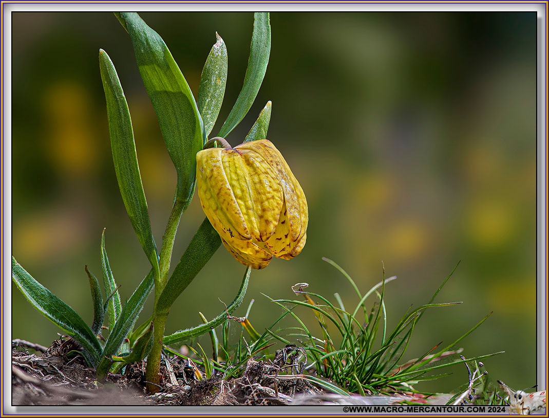 Fritillaire de Moggridge