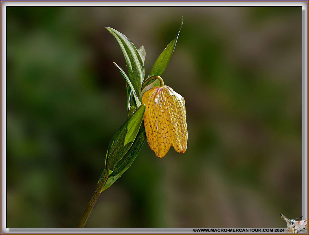 Fritillaire de Moggridge