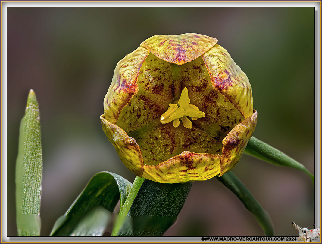 Fritillaire de Moggridge
