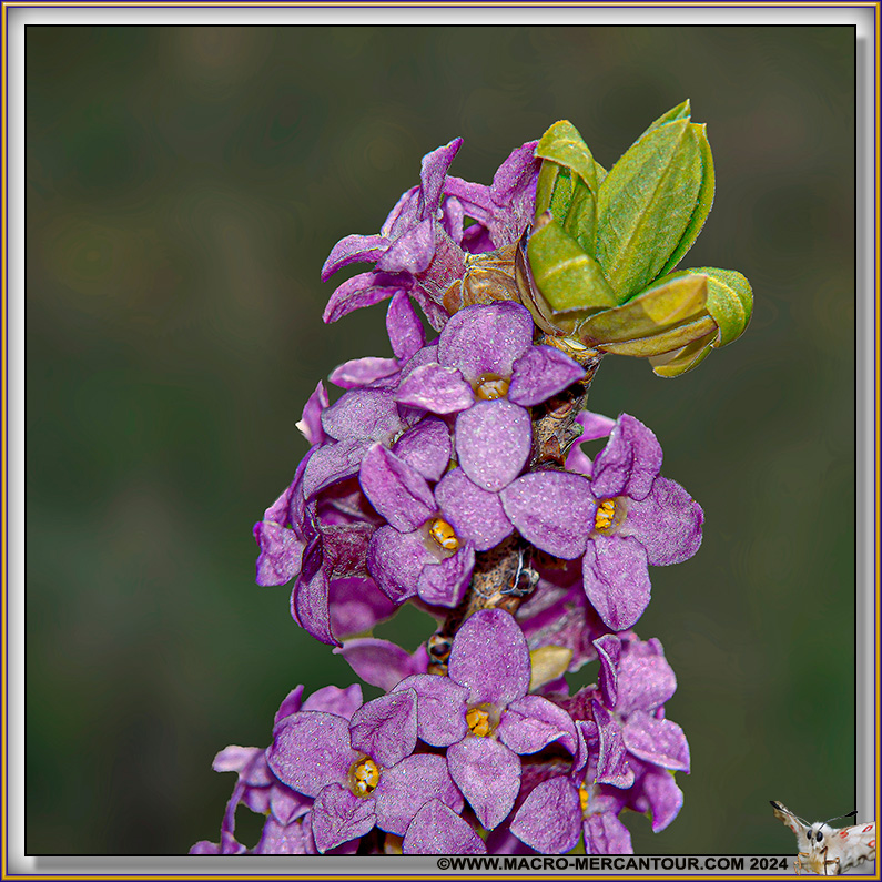 03-BOIS-JOLI_14441-D copie