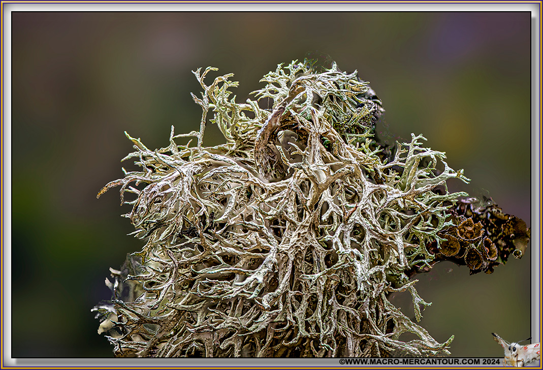 Lichen