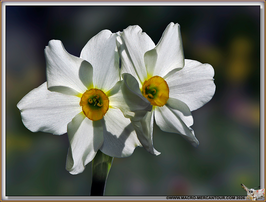 NARCISSES
