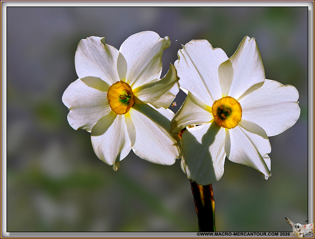 NARCISSES