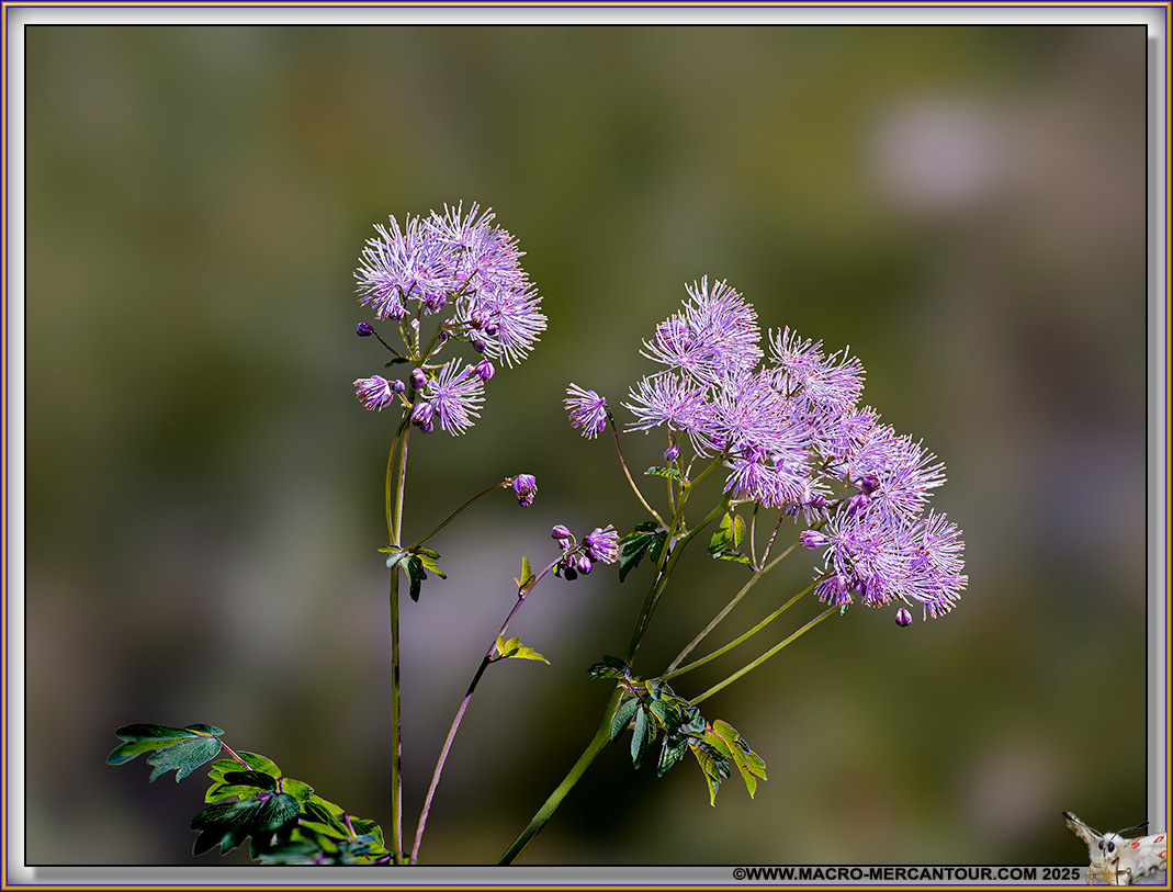 Thalictrum