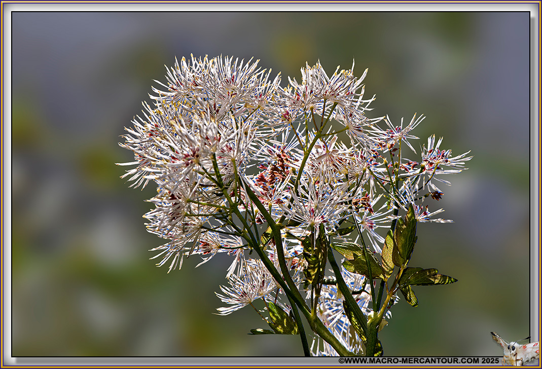 Thalictrum