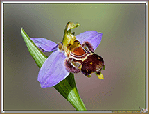 OPHRYS