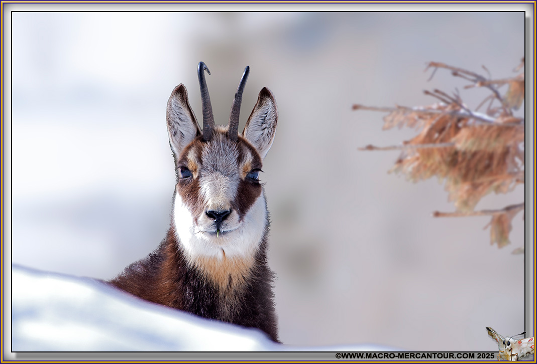 CHAMOIS