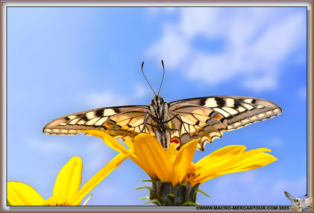Machaon