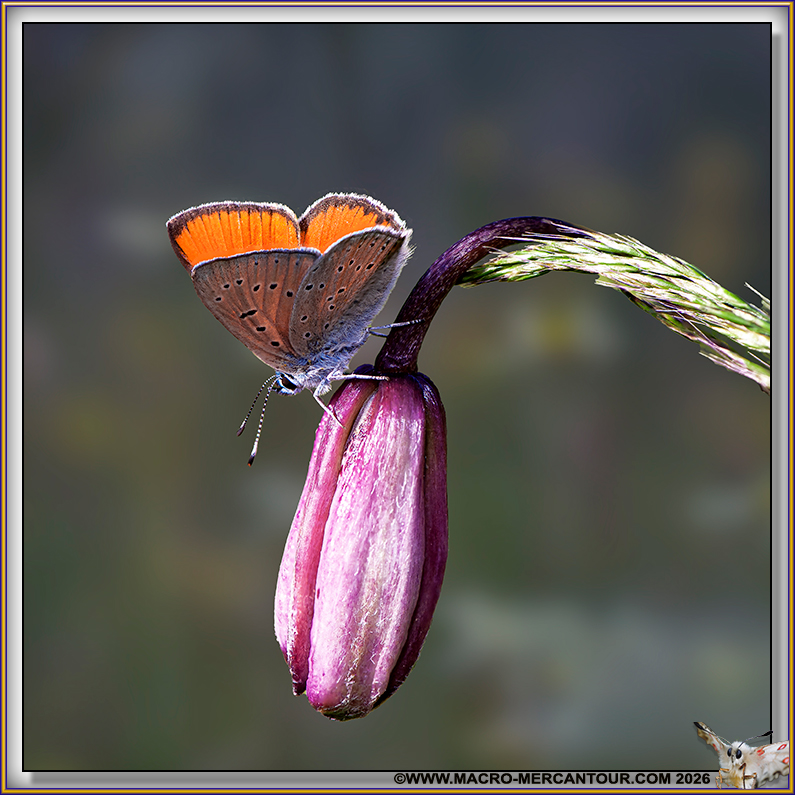 Cuivr&eacute; de la Verge d'Or