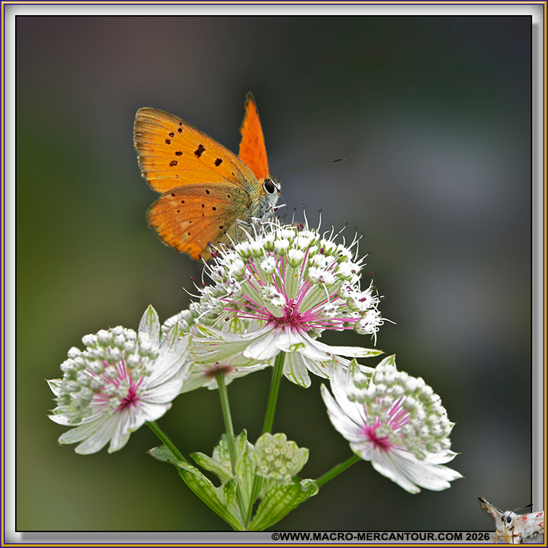 Cuivr&eacute; de la Verge d'Or