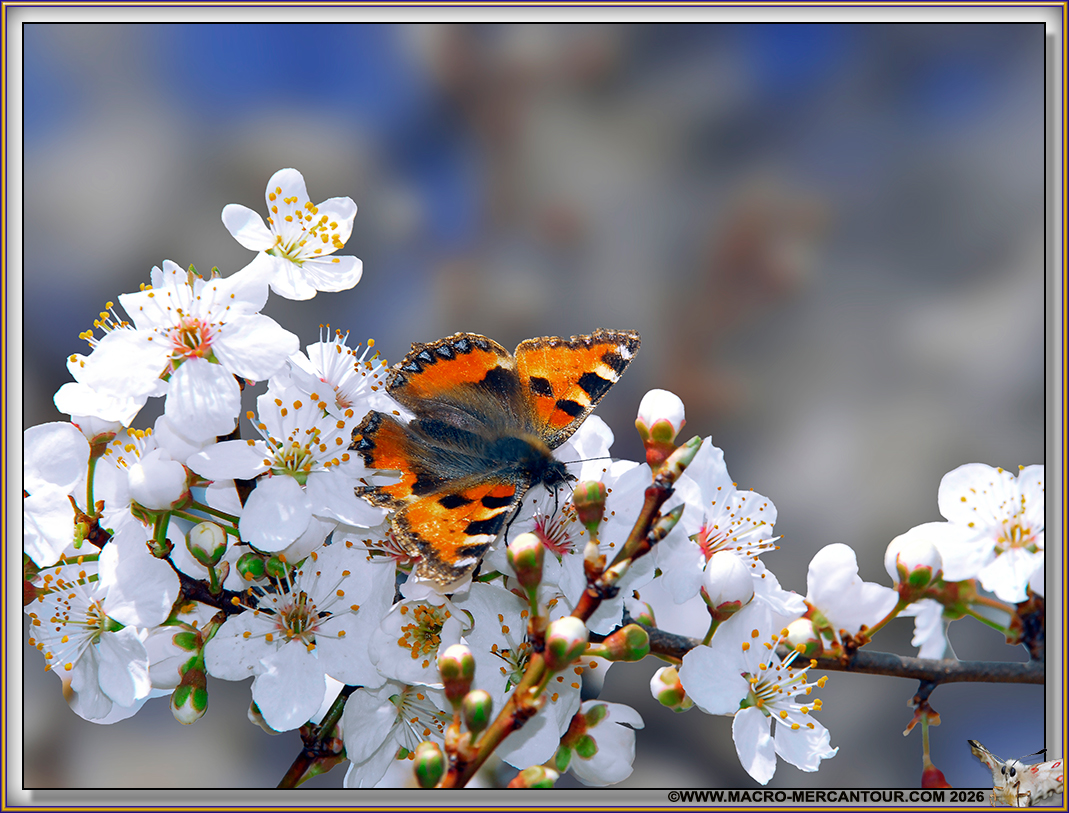 Petite Tortue